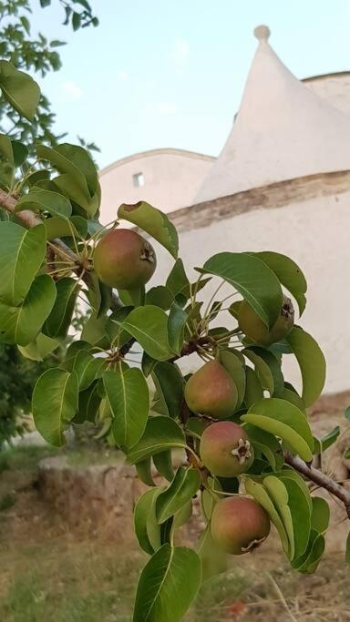 Podere Del Gelso Bianco, Vacation Rental Ostuni Buitenkant foto