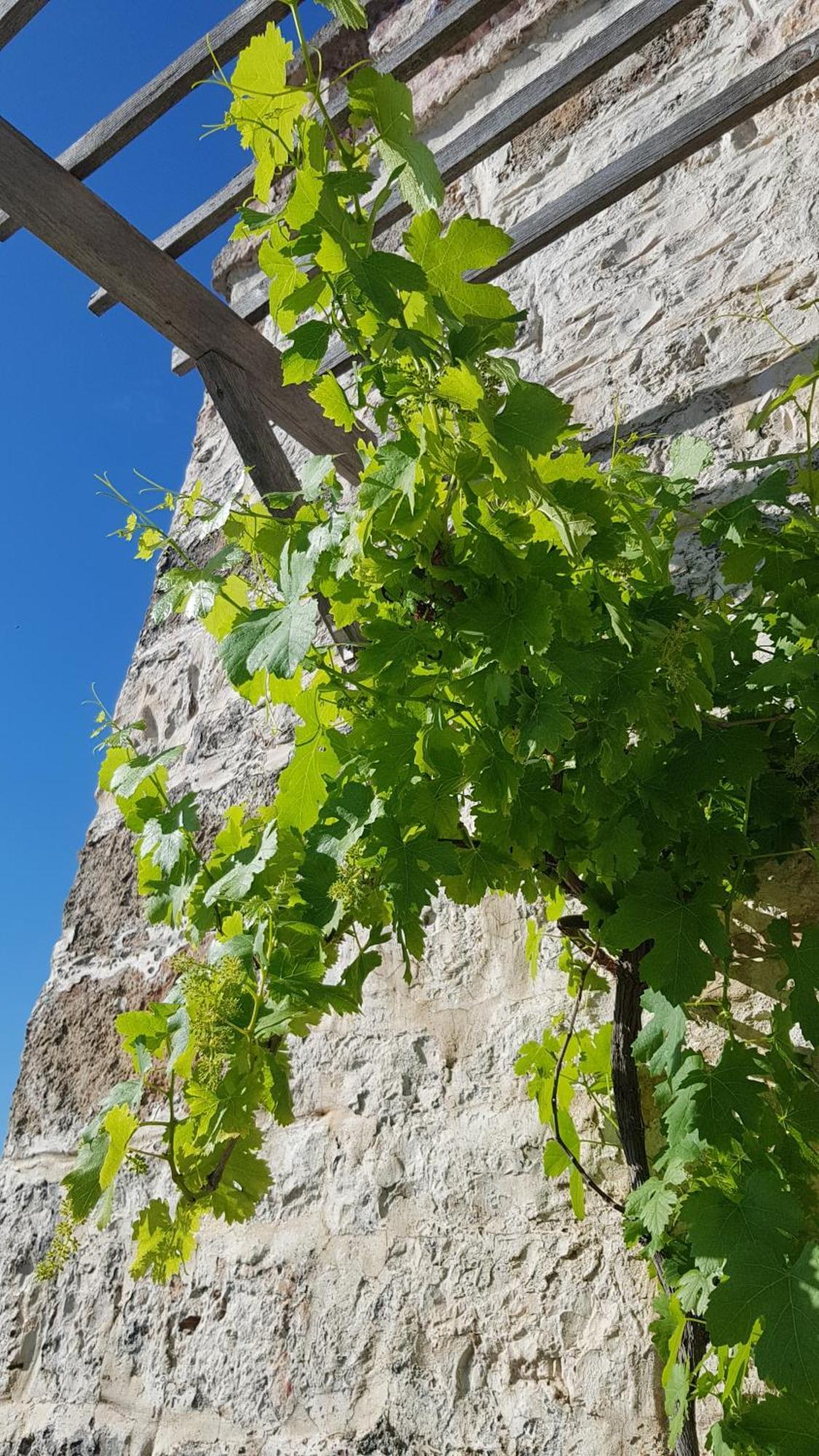 Podere Del Gelso Bianco, Vacation Rental Ostuni Buitenkant foto